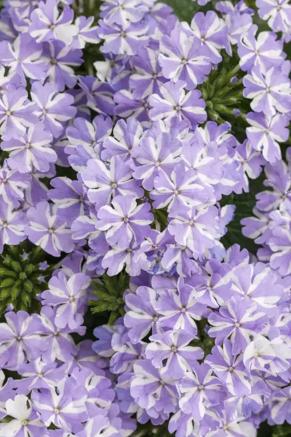 Superbena® Stormburst verbena, flowers and foliage