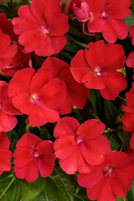 Red SunPatiens® Compact Fire Red flowers shown as a Fire color example