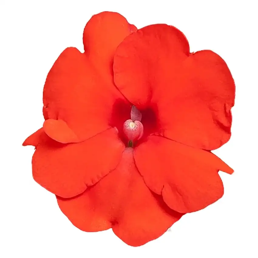 SunPatiens® Compact Hot Coral impatiens flower detail.