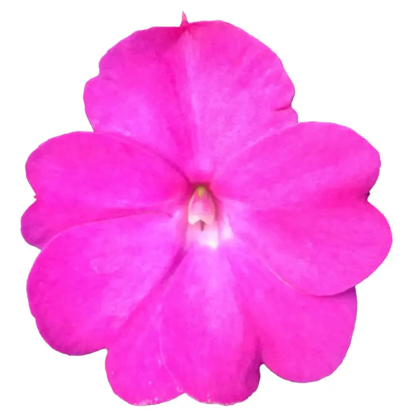 SunPatiens® Compact Hot Pink impatiens flower detail.