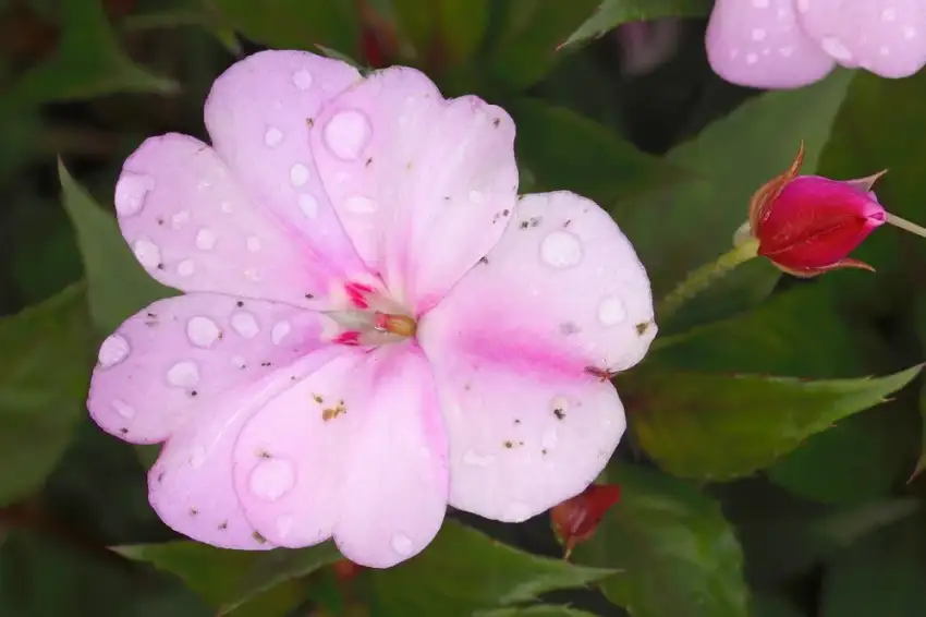 SunPatiens® Lavender impatiens