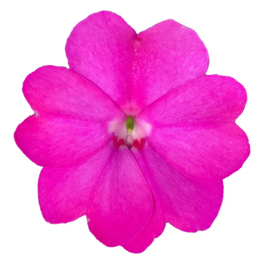 SunPatiens® Compact Lilac impatiens flower detail.