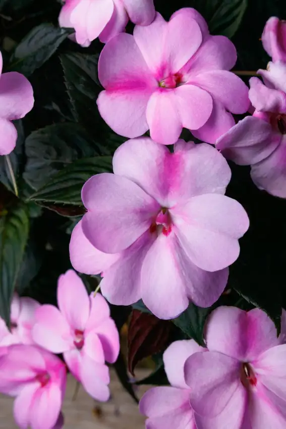 SunPatiens® Compact Lavender Splash impatiens ('SAKIMP069')