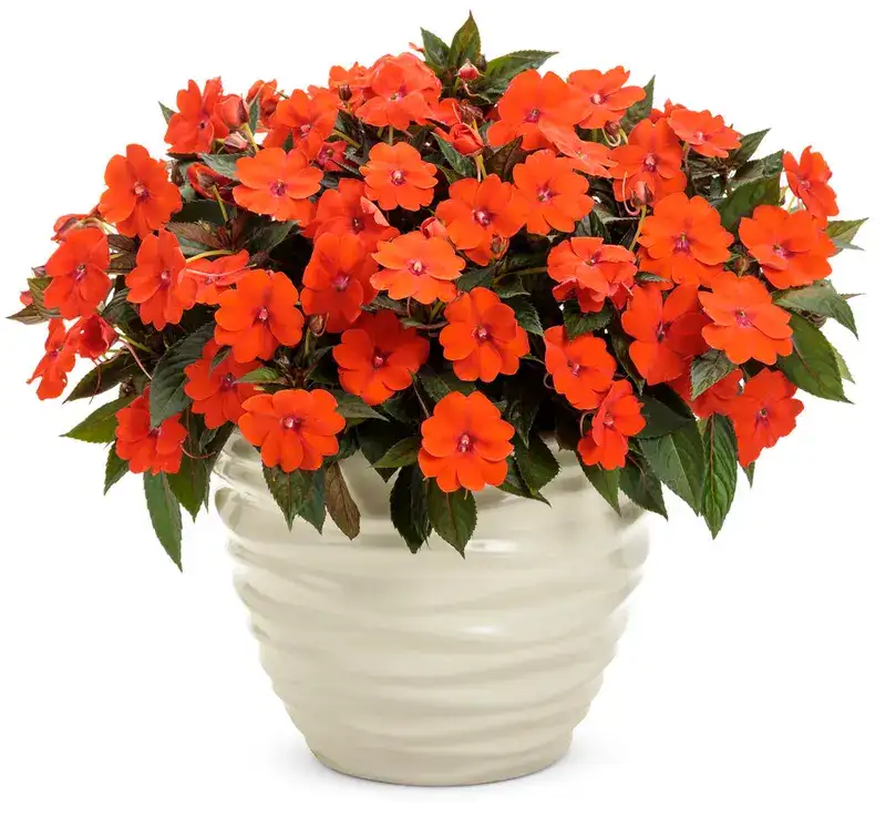 Orange SunPatiens® blooms on a compact container plant
