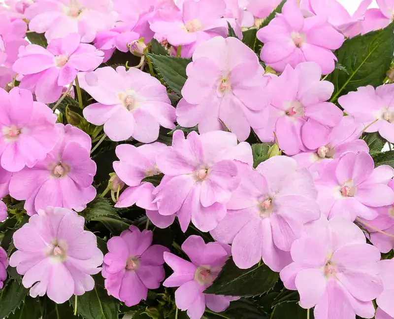 Pale orchid-pink SunPatiens® flowers with green foliage