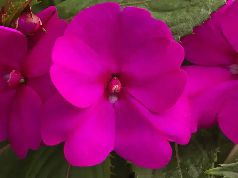 Purple-magenta SunPatiens® flower shown close up