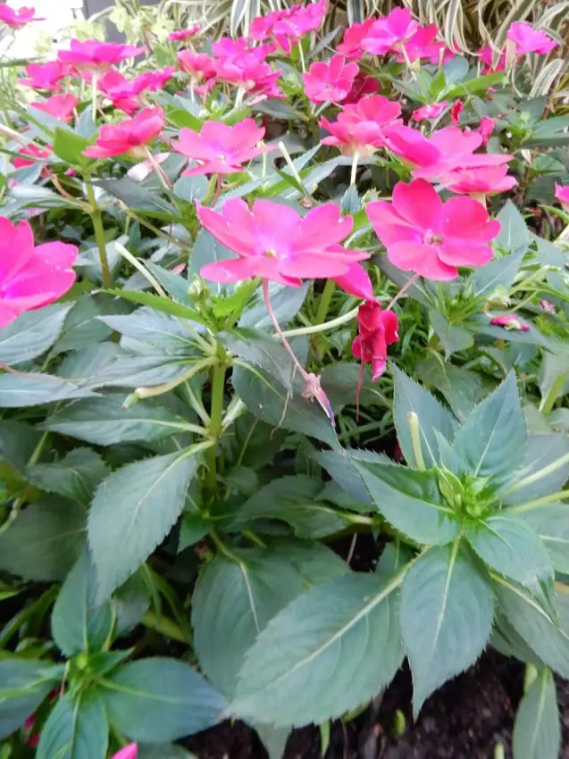 SunPatiens® Rose Glow impatiens