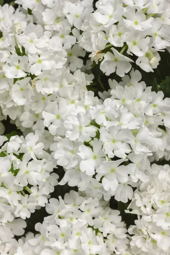 Superbena® Whiteout™ verbena, flowers and foliage