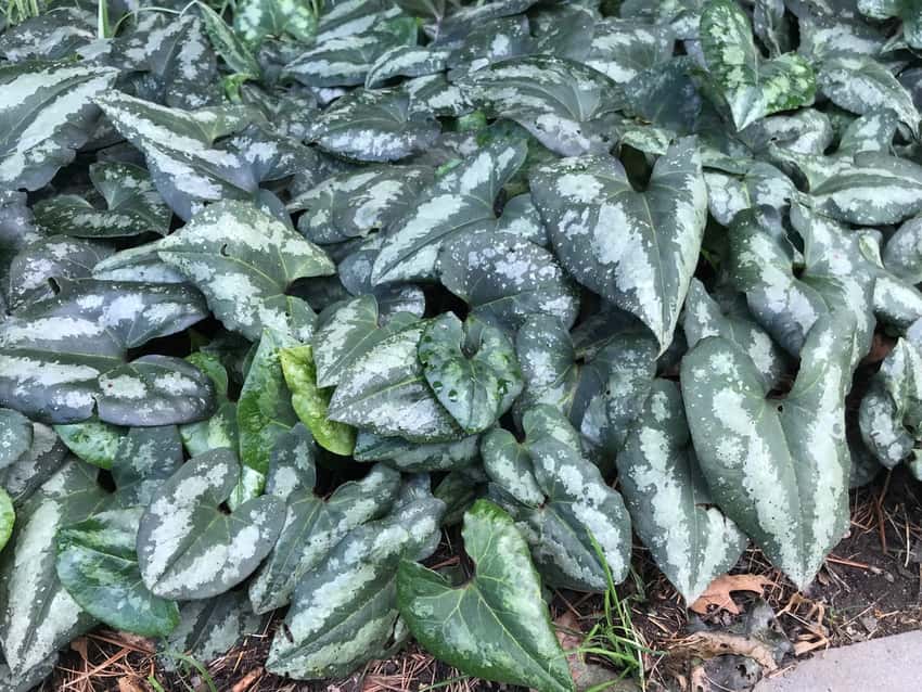 Dark arrow-shaped Chinese wild ginger leaves patterned with silver.