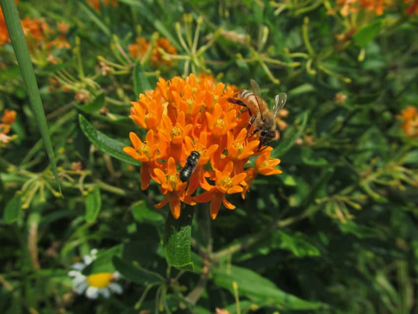 Bright orange butterfly weed flower clusters visited by pollinators.