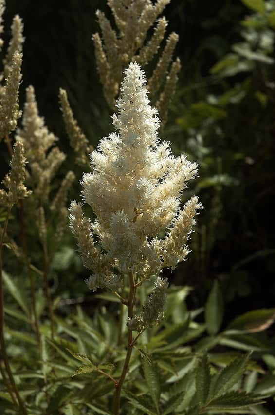 White Deutschland astilbe flower plumes against a dark leafy background.