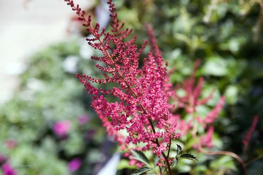 Red Fanal astilbe flower plumes above green leaves.