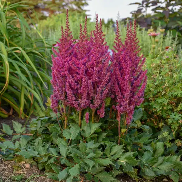 Astilbe chinensis 'Visions', raspberry-purple summer plumes and green foliage