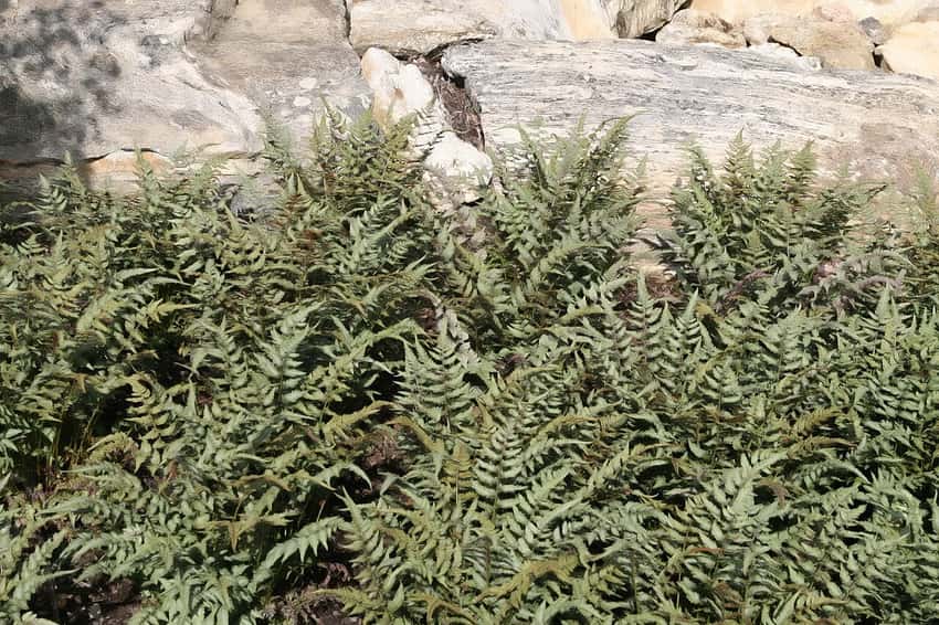 Silver-green Japanese painted fern fronds with dark reddish central stems beside stone.