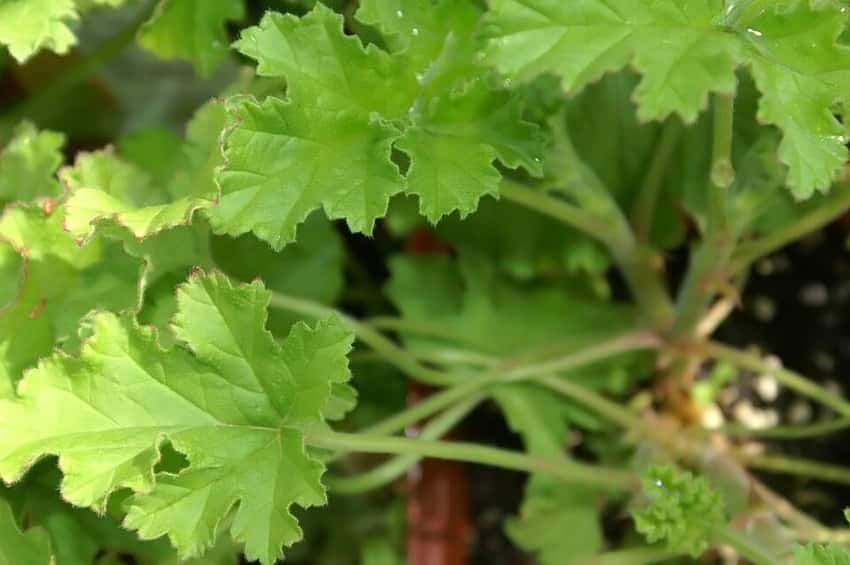 Lobed green leaves of Attar of Roses scented geranium.