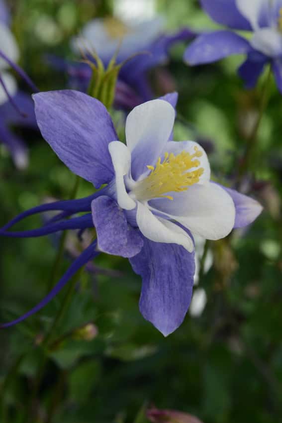Earlybird Blue White columbine with blue outer petals, white inner petals and yellow stamens.
