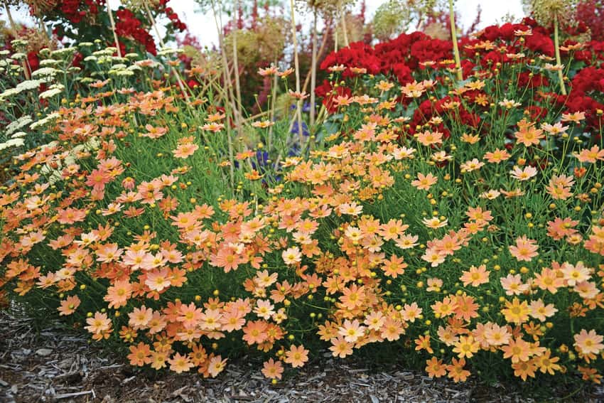 Peach-colored Crème Caramel tickseed flowers on fine green stems in a garden border.
