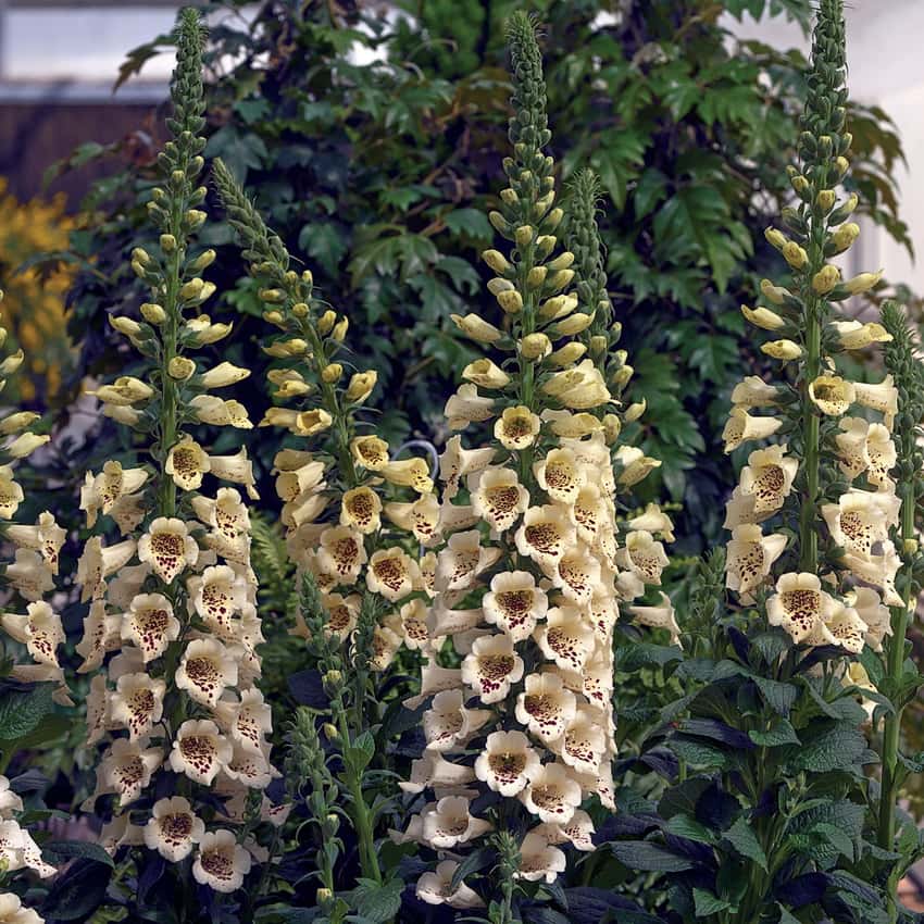 Camelot Cream foxglove flower spikes with pale cream bells and dark speckled throats.