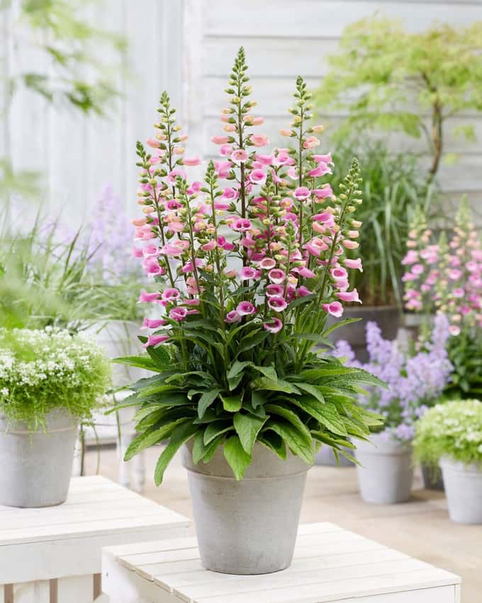 Pink Lucas foxglove flower spikes with white speckled throats above a leafy potted plant.