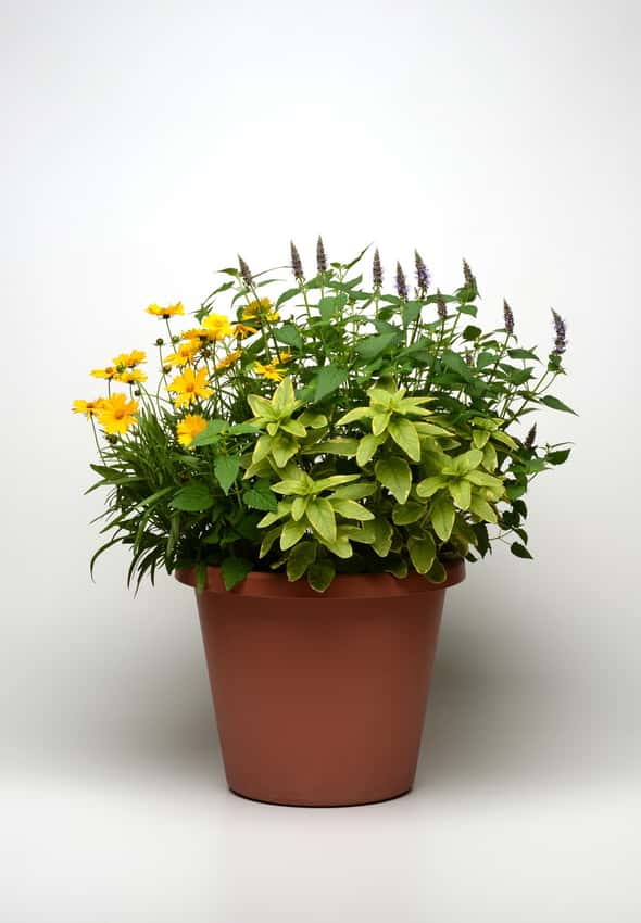 Gold-edged Golden Alexander loosestrife foliage at the front of a mixed container.