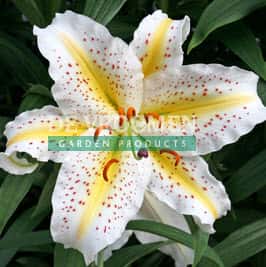 White Garden Party Oriental lily with yellow petal centers and red freckles.