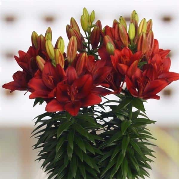 Red Tiny Rocket Asiatic lily flowers and buds above a compact clump of green leaves.
