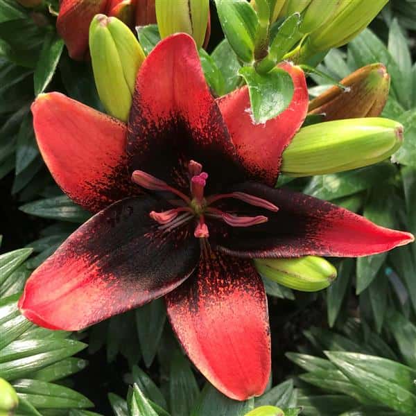 Red-orange Tiny Shadow lily flower with a dark maroon center.