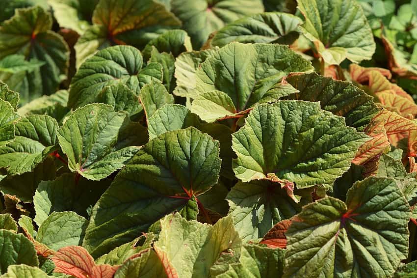 Textured green hardy begonia leaves with red veins visible on the undersides.