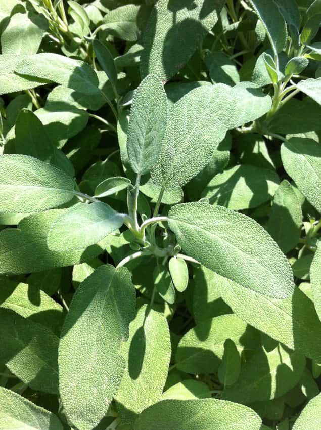 Close view of broad, textured gray-green Berggarten sage leaves.