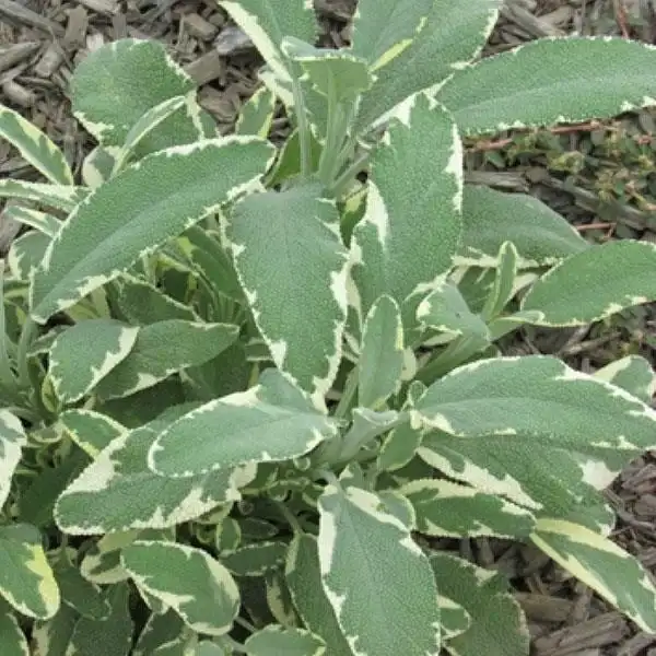 Berggarten Variegated sage ('Berggarten Variegated')