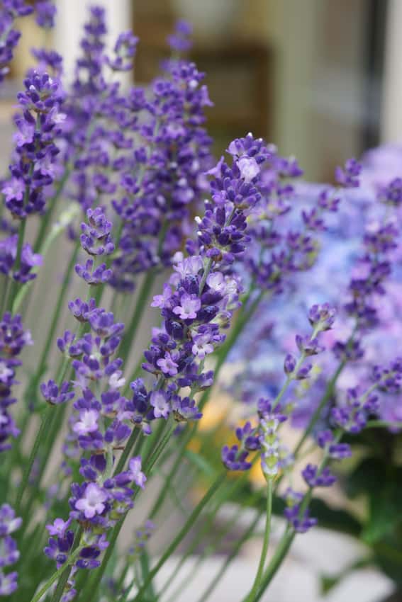 Big Time Blue lavender with deep purple flower spikes.