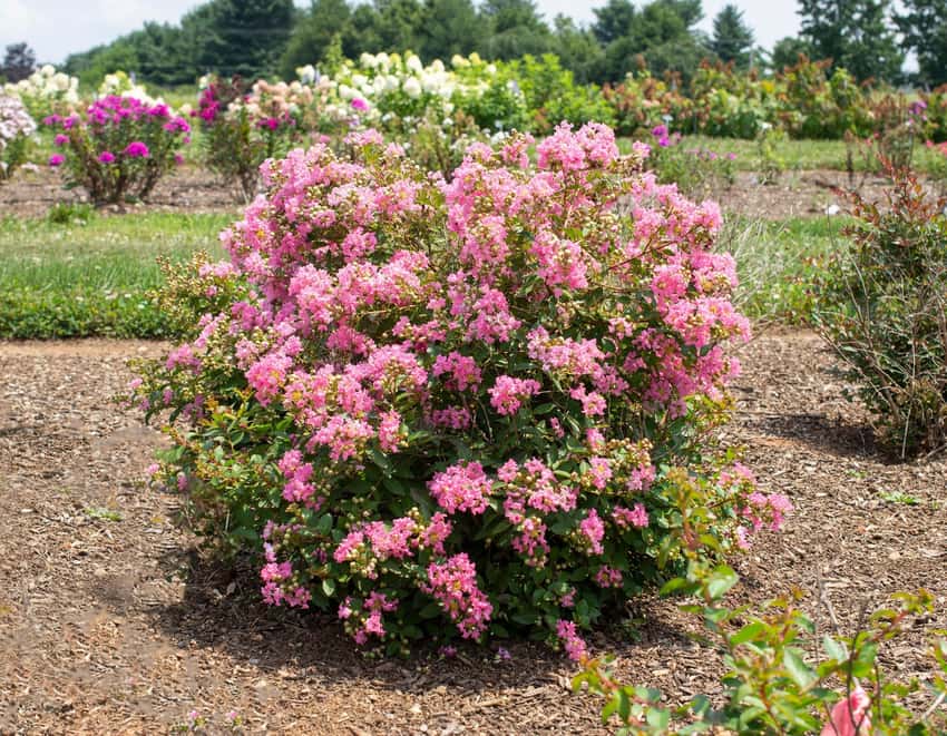 Compact Bellini Guava crape myrtle covered in bright pink flowers.
