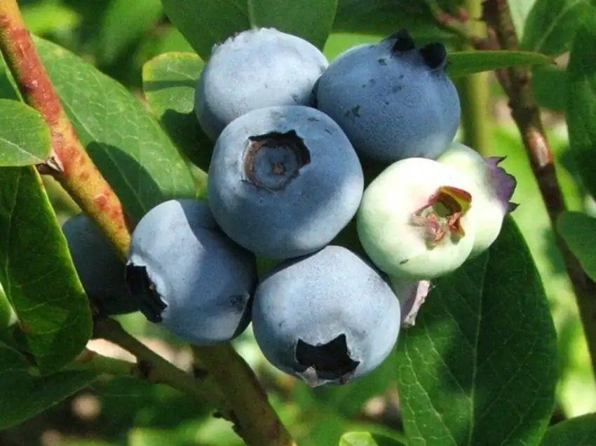 Ripe highbush blueberries. Species shown, not the Blueray cultivar.