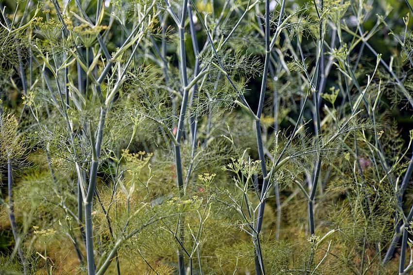 Bronze fennel's fine foliage and yellow flower umbels.