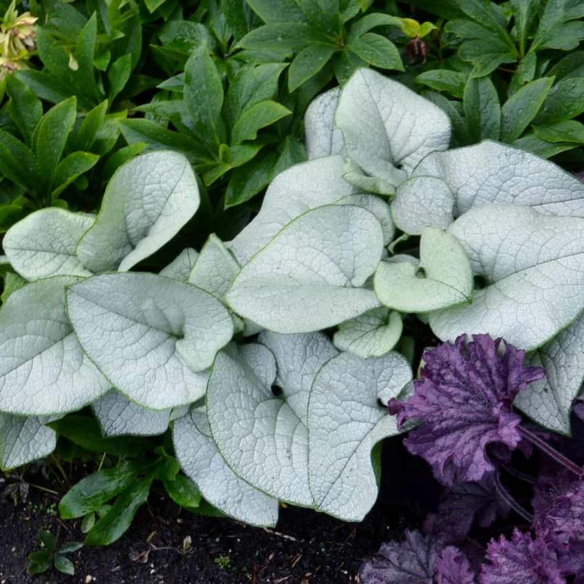 Large silver, heart-shaped leaves of Alexandria brunnera.