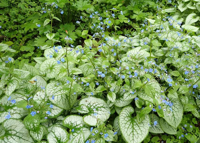 Silver Jack Frost brunnera leaves with green veins and small blue flowers.