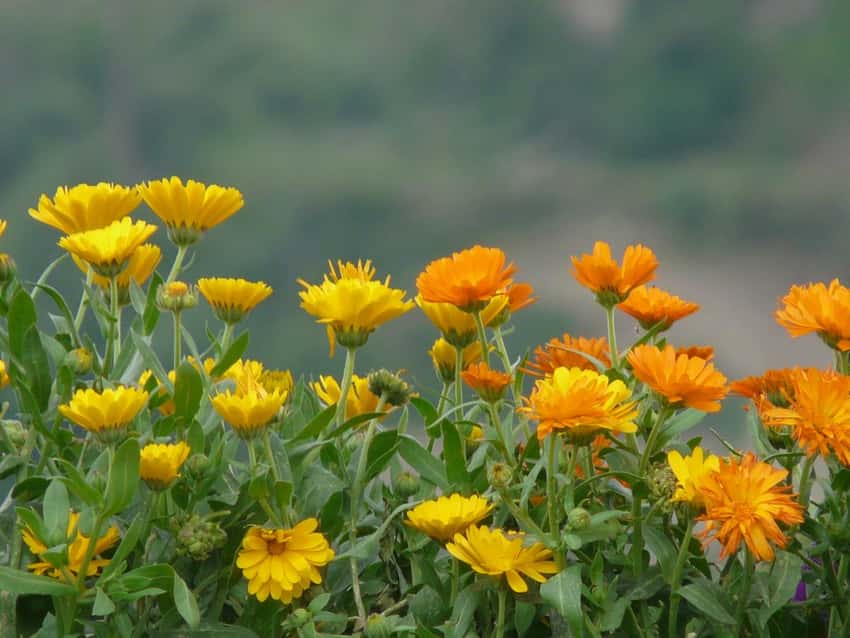 Yellow and orange calendula flowers growing outdoors.