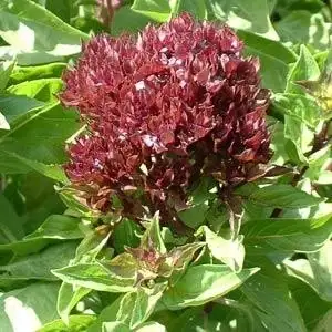 Cardinal basil with burgundy flower heads and green leaves