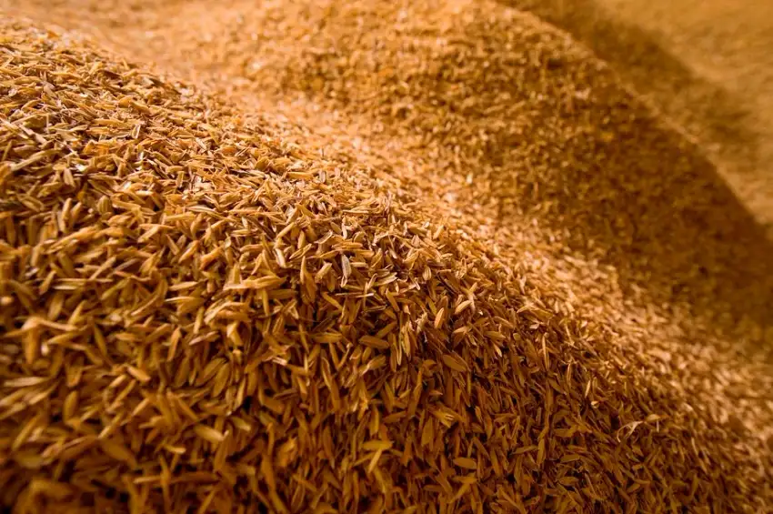 Close-up of loose rice hulls