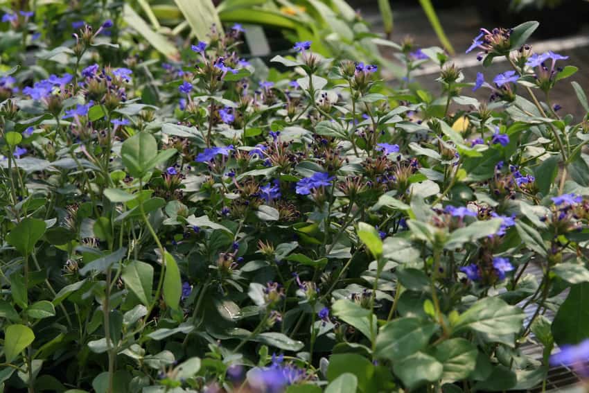 Blue hardy plumbago flowers and green leaves filling a nursery planting.