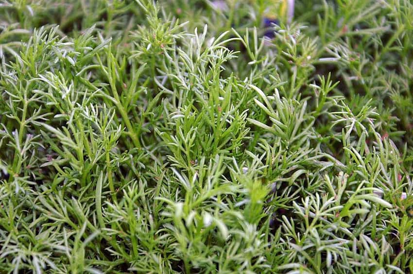 A mat of finely divided green Roman chamomile foliage.