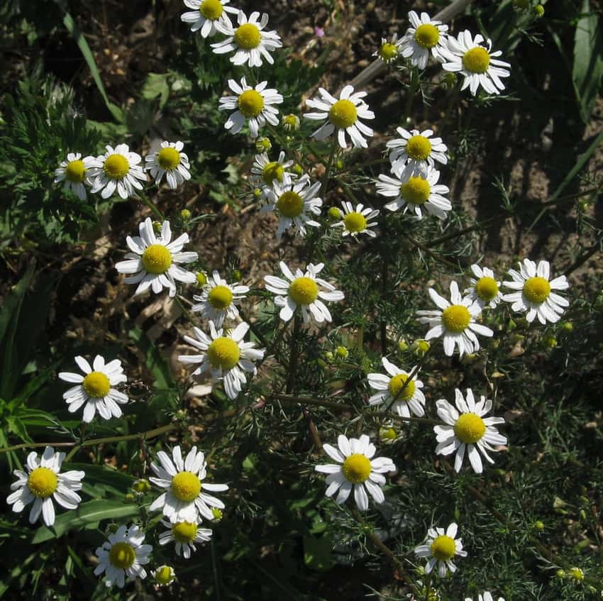 German chamomile white daisies and finely divided green foliage.