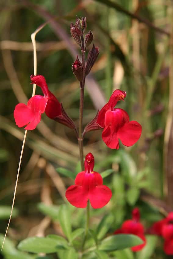 Bright red Salvia greggii flowers on a leafy stem.