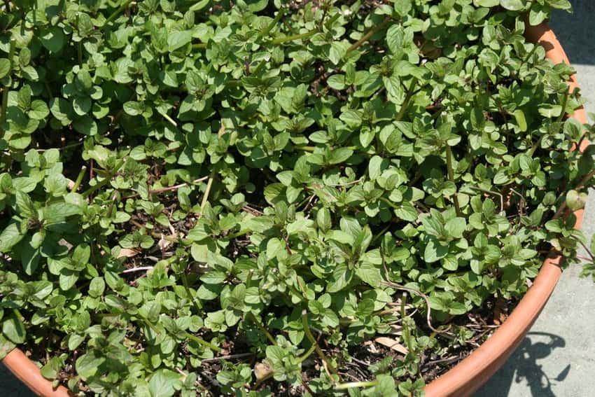 Chocolate mint with deep green leaves and reddish stems.