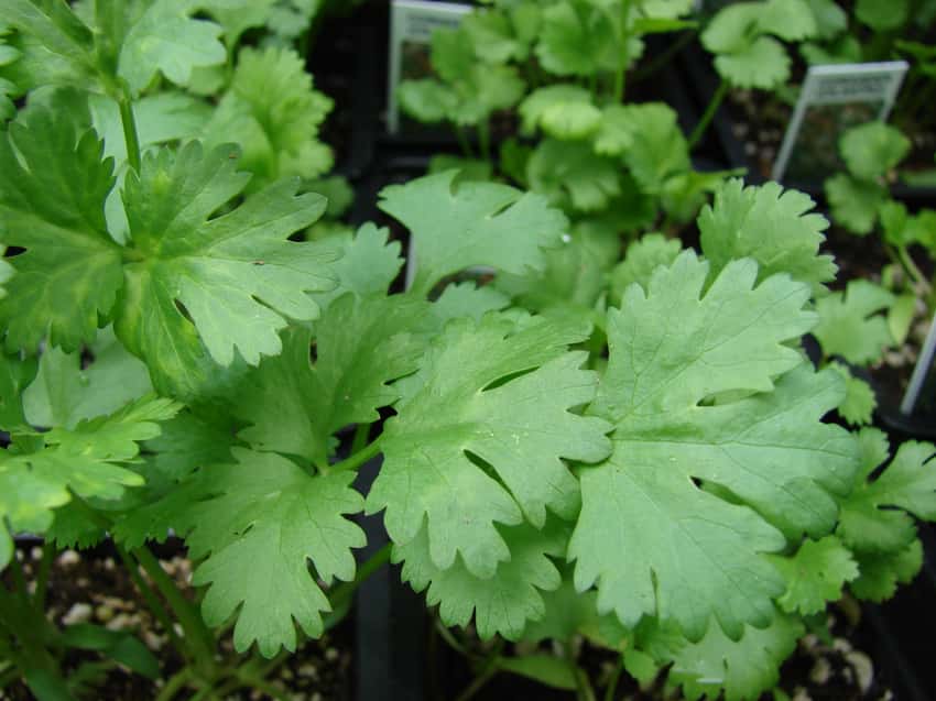 Lobed green cilantro leaves growing in nursery pots.
