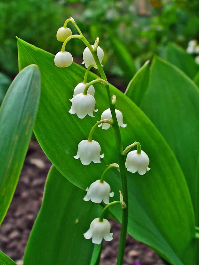 Nodding white lily-of-the-valley bells against broad green leaves.
