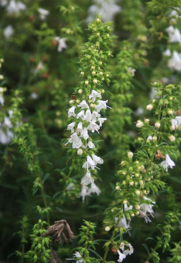 White tubular flowers on upright spikes of creeping savory.