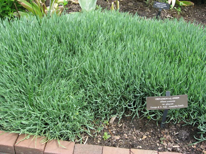 Dense clumps of curled, gray-green ornamental onion leaves, with a botanical identification label.
