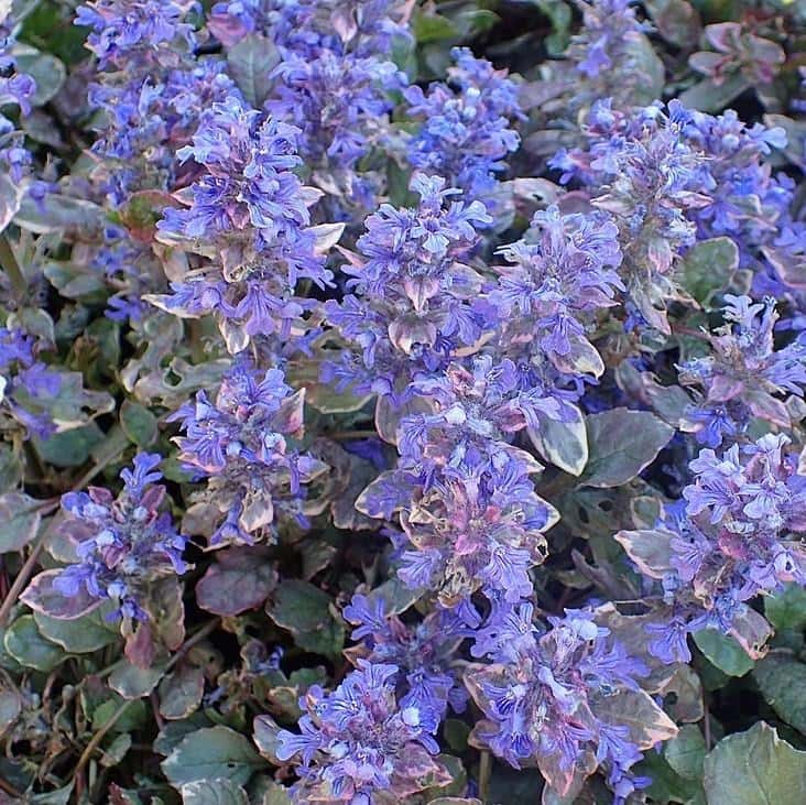 Burgundy Glow bugleweed with blue flower spikes and variegated foliage
