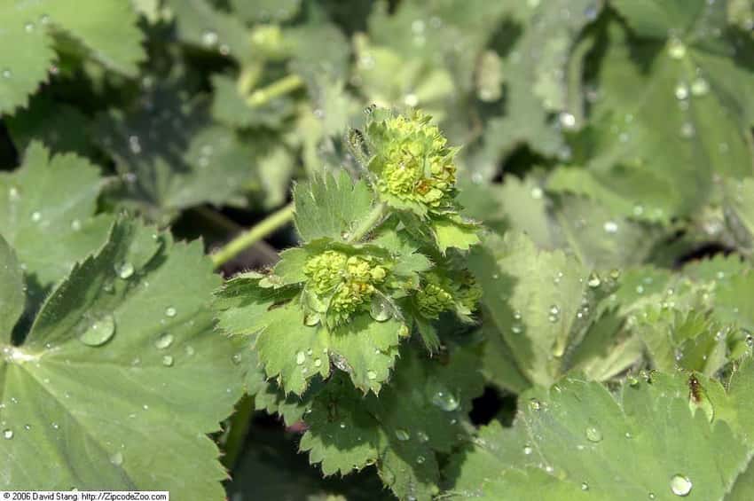 Thriller lady’s mantle